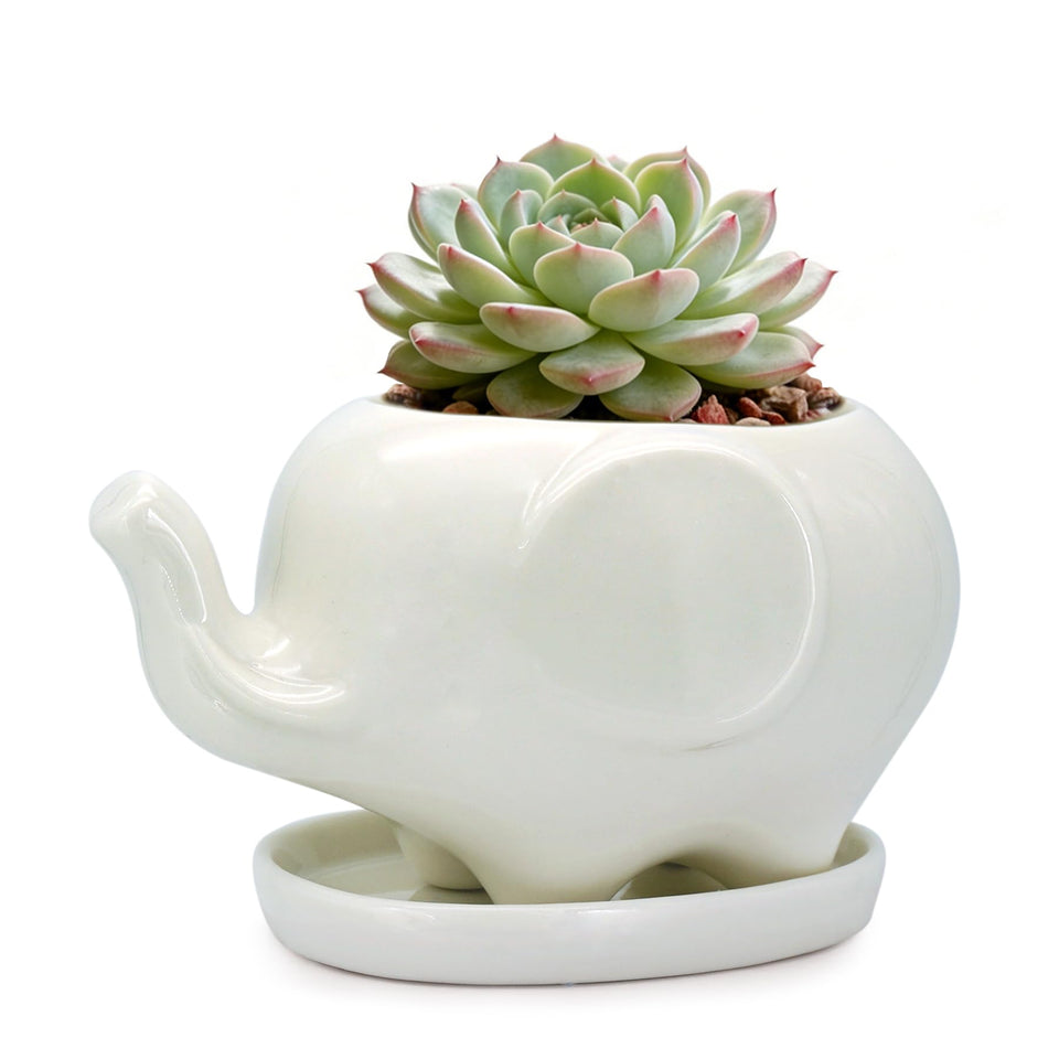 GeLive Mom Elephant planter on desk, charming ceramic display.