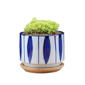 GeLive removable bamboo tray accompanying the ceramic planters for easy cleanup.