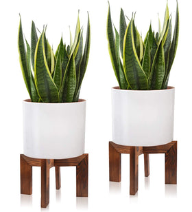 Gendral Forwepup plant stand with 7in height for versatile indoor display.