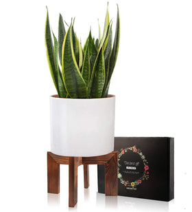 Gendral Forwepup wood plant stand side view shows sturdy four-leg support.