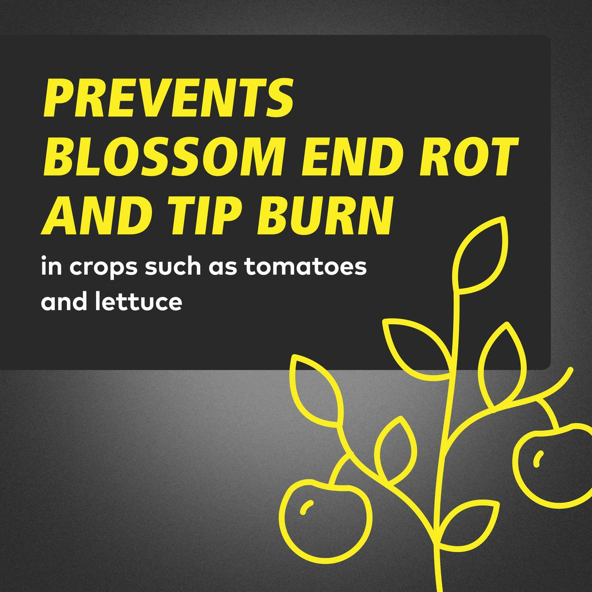 Lettuce plants receiving CALiMAGic to prevent nutrient deficiencies
