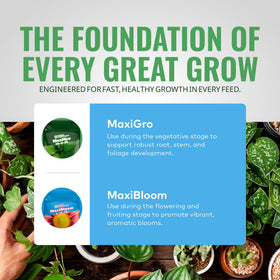 General Hydroponics MaxiGro seedling growth with healthy starter plants.