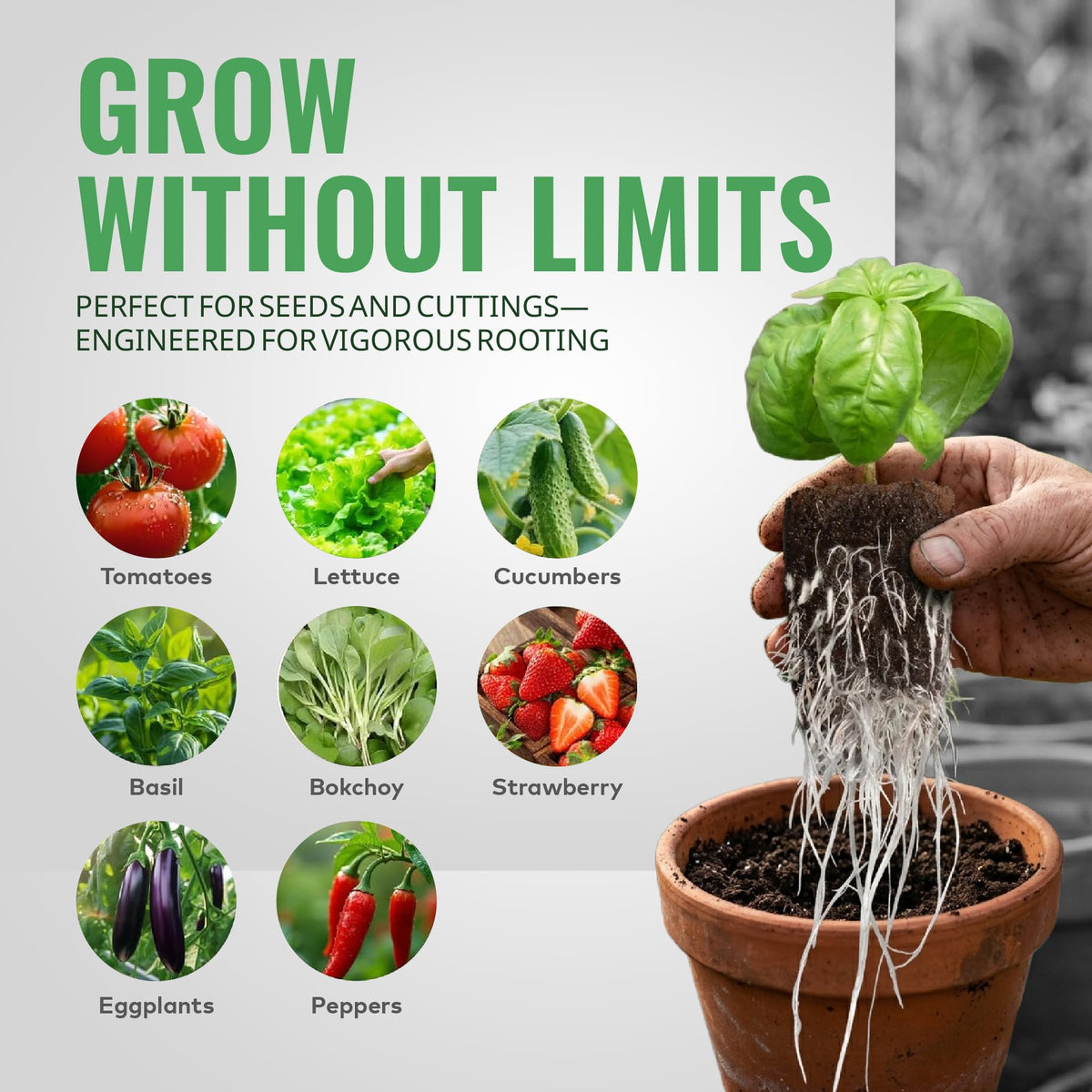 General Hydroponics Rapid Rooter plug promoting early root growth.