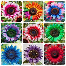 Generic 100+ exotic sunflower seeds packaging for home garden planning.