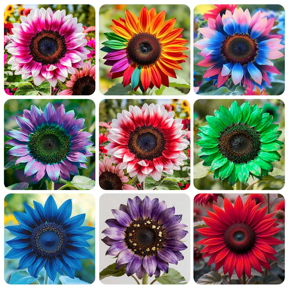 Generic 100+ exotic sunflower seeds packaging for home garden planning.
