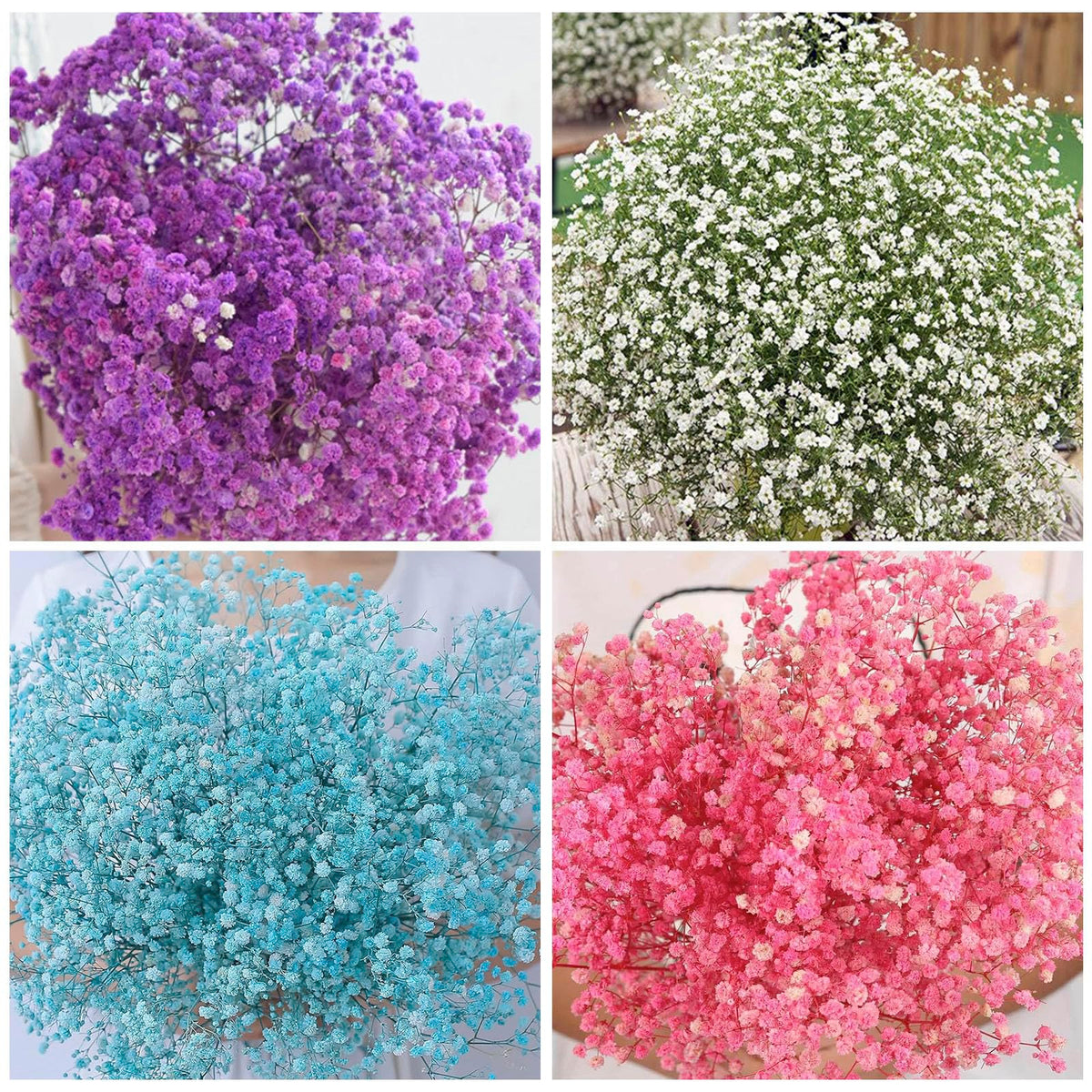 Generic 1100+ Mix Color Baby's Breath seeds dried-arrangements ready stems