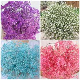 Generic 1100+ Mix Color Baby's Breath seeds dried-arrangements ready stems