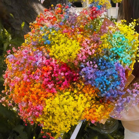 Generic 1100+ Mix Color Baby's Breath seeds fresh-bouquet-ready blooms in garden