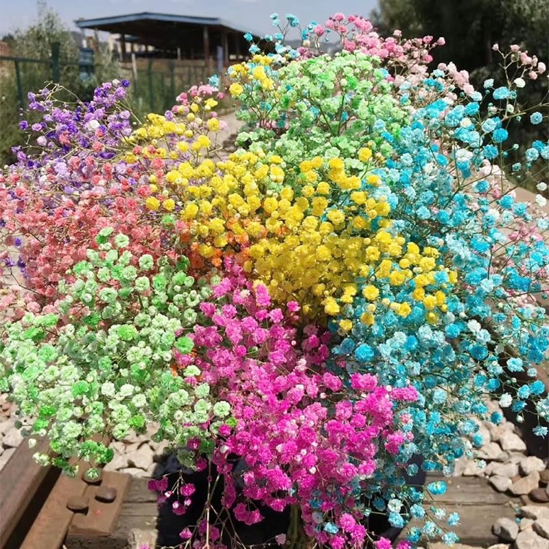 Generic 1100+ Mix Color Baby's Breath seeds germination close-up showing sprouting seeds