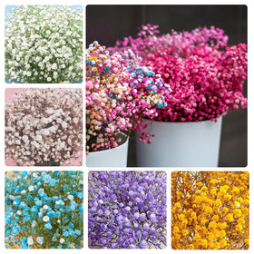 Generic 1100+ Mix Color Baby's Breath seeds seed-pack-shot for colorful garden color