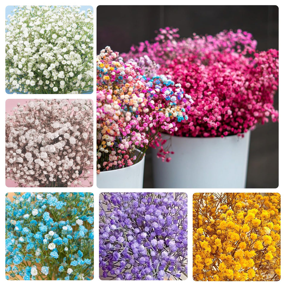 Generic 1100+ Mix Color Baby's Breath seeds seed-pack-shot for colorful garden color