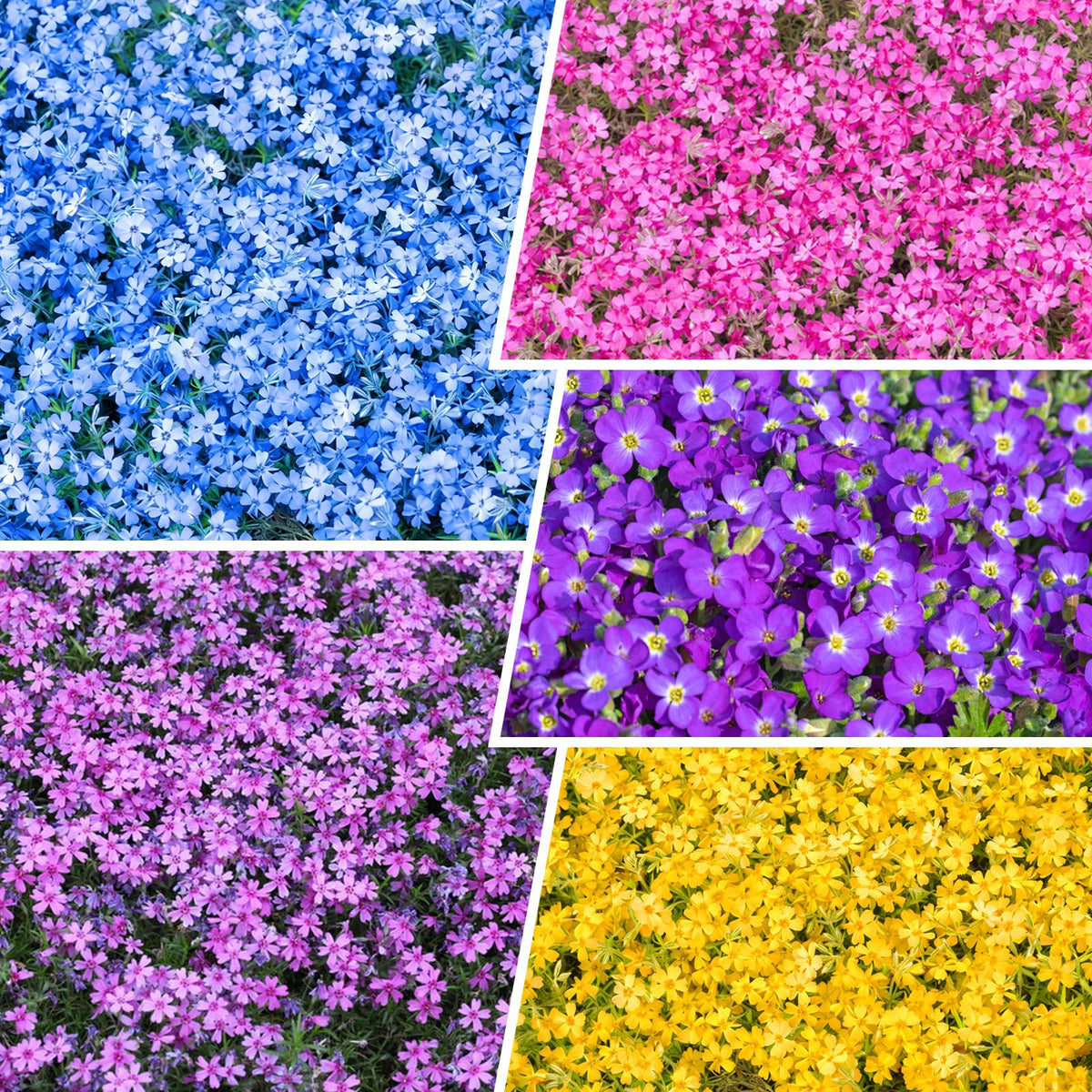 Generic 1100+ mix creeping phlox seeds with bloom clusters for vibrant borders