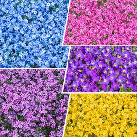 Generic 1100+ mix creeping phlox seeds with bloom clusters for vibrant borders