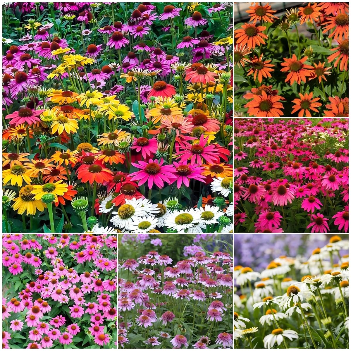 Generic 1200+ mixed-color Echinacea seeds bloom into vibrant petals for borders and pollinator gardens.