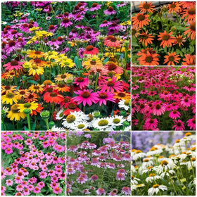 Generic 1200+ mixed-color Echinacea seeds bloom into vibrant petals for borders and pollinator gardens.