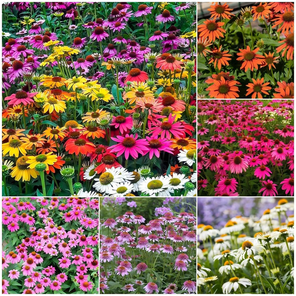 Generic 1200+ mixed-color Echinacea seeds bloom into vibrant petals for borders and pollinator gardens.
