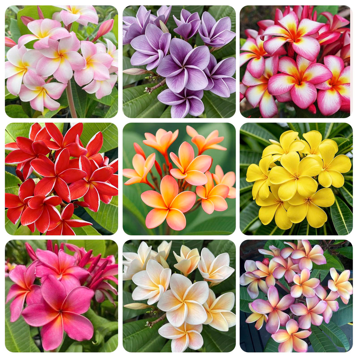 Generic Plumeria Rubra seeds pack ready for home garden planting.