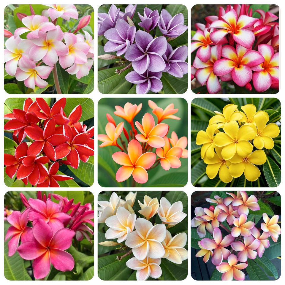 Generic Plumeria Rubra seeds pack ready for home garden planting.