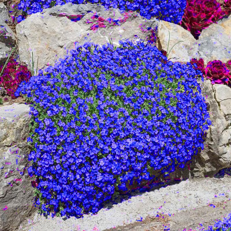 Packaging image showing 16500+ thyme seeds for ground-cover planting.