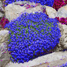 Packaging image showing 16500+ thyme seeds for ground-cover planting.