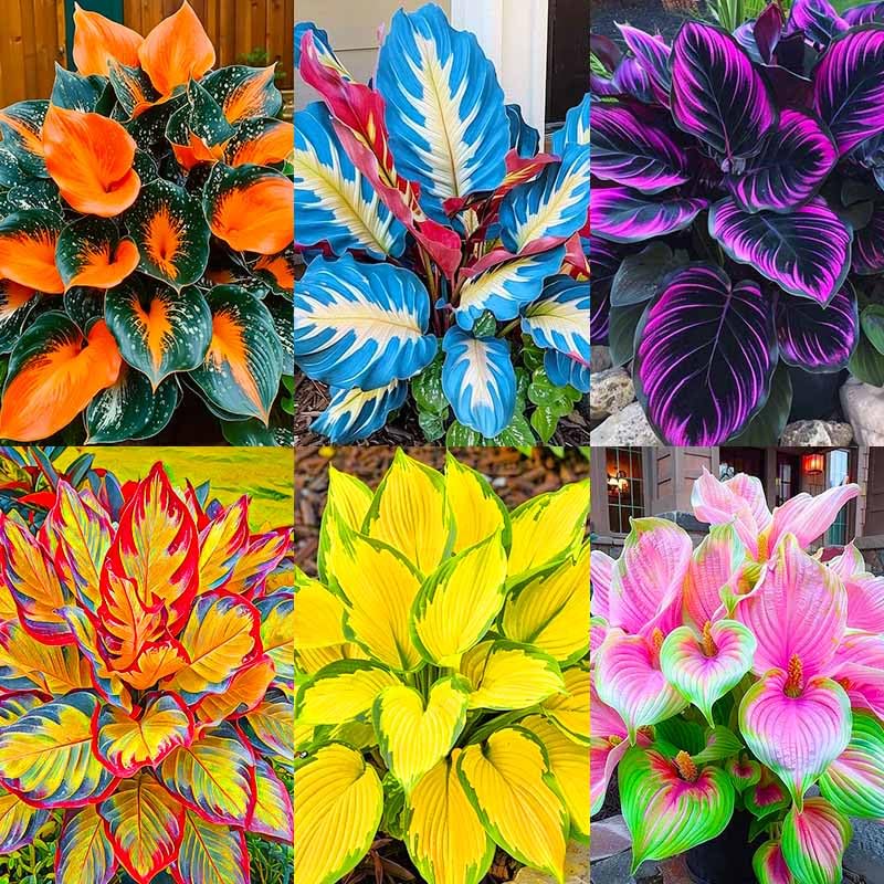 Generic 185+ mixed color hosta seeds for outdoors showcase diverse foliage and shade tolerance.
