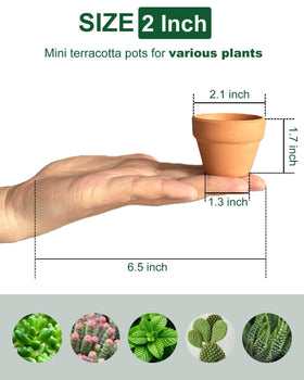 Generic 2-inch terracotta pot breathes around roots for succulents and herbs.