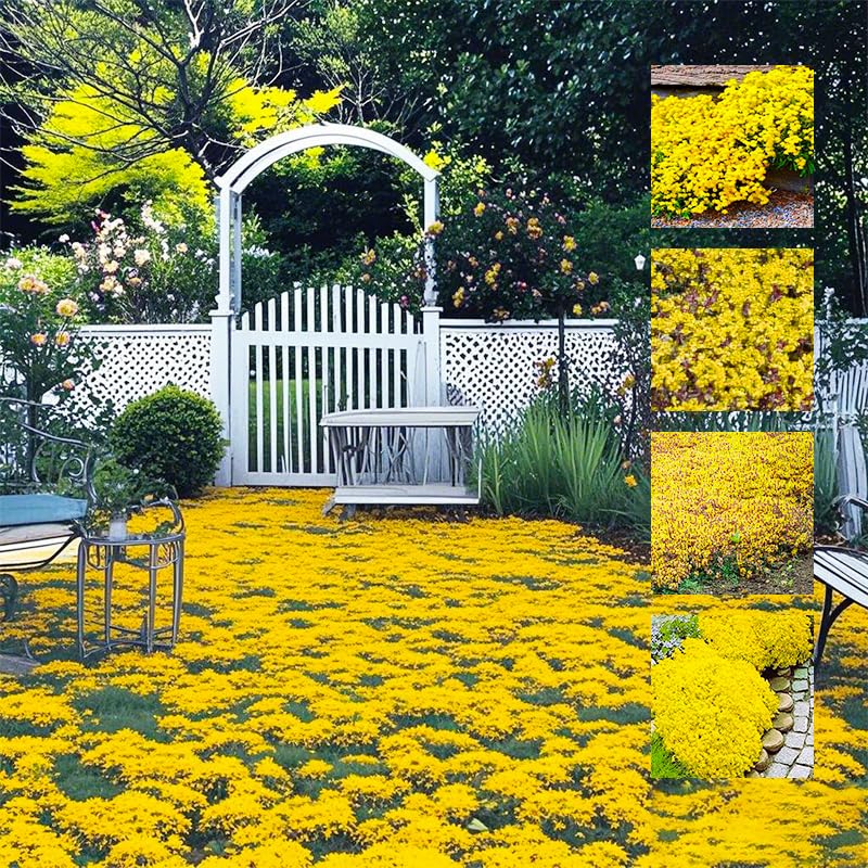 Generic bright yellow creeping thyme seeds form a vibrant lawn-friendly ground cover.