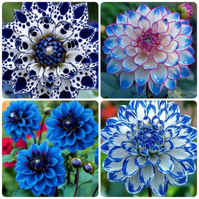 Generic 300+ Dahlia seeds pack front view promises colorful container blooms.