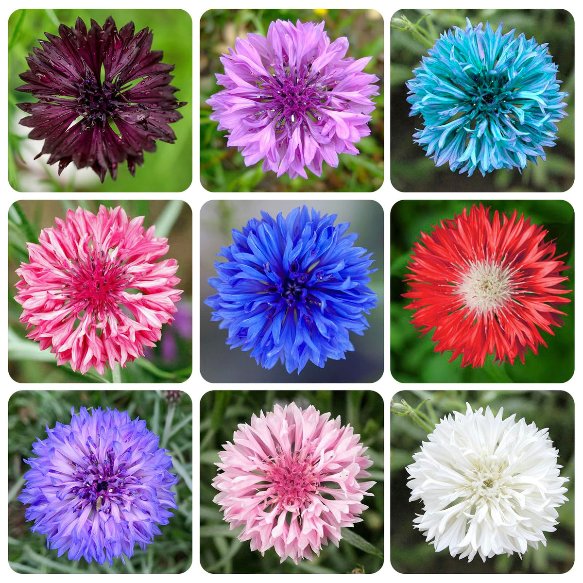 Generic 3200+ mix cornflower seeds packet for planting colorful garden beds.