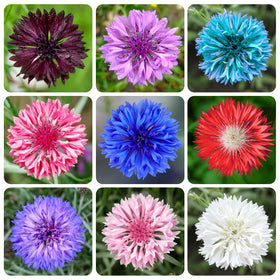 Generic 3200+ mix cornflower seeds packet for planting colorful garden beds.