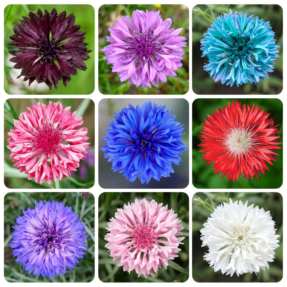 Generic 3200+ mix cornflower seeds packet for planting colorful garden beds.