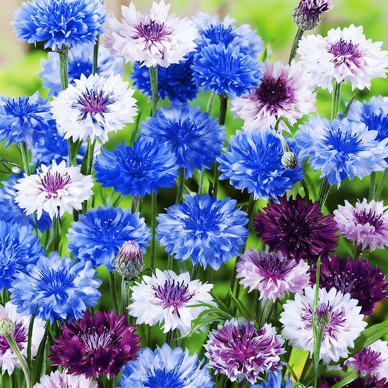 Generic 3200+ mix cornflower seeds sowing in soil for spring planting.