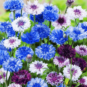Generic 3200+ mix cornflower seeds sowing in soil for spring planting.