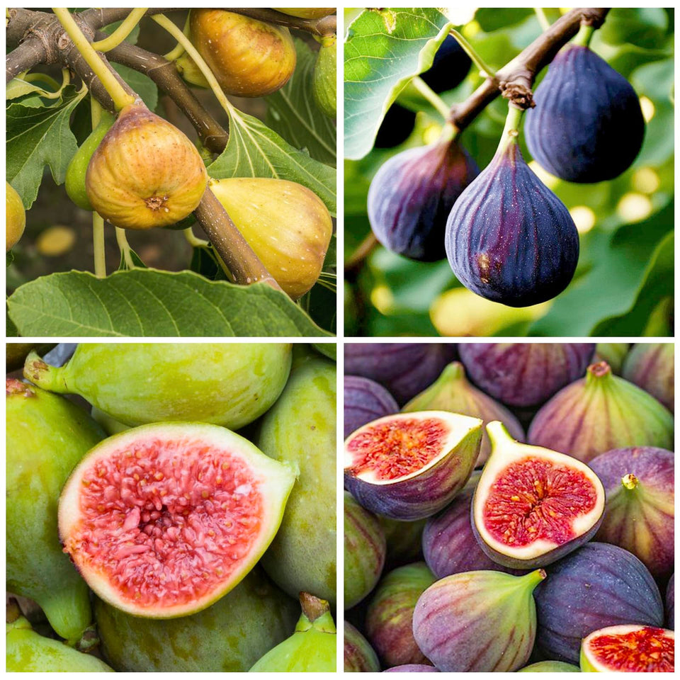 Generic 320Pcs mix fig seeds packaging shows ready-to-grow heirloom varieties for home planting.