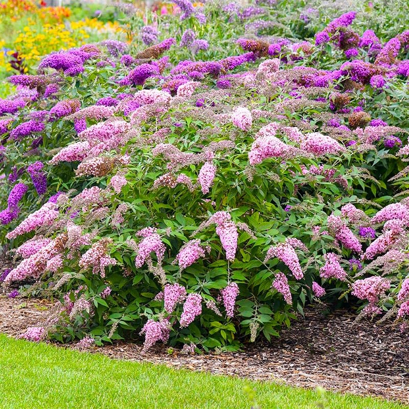 Generic 350+ Mix Butterfly Bush Seeds bloom attract pollinators in sunny borders.