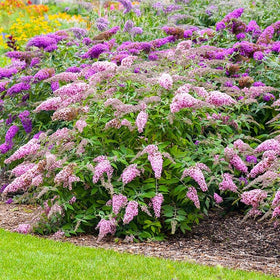 Generic 350+ Mix Butterfly Bush Seeds bloom attract pollinators in sunny borders.