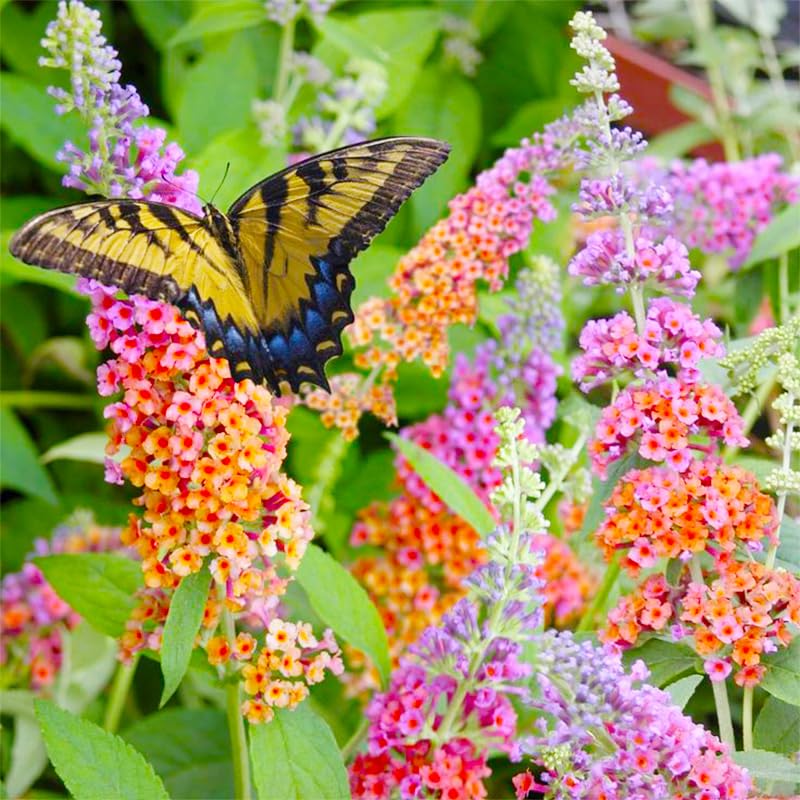 Generic 350+ Mix Butterfly Bush Seeds forming a border or hedge.
