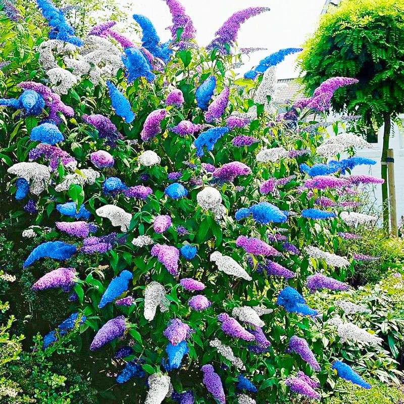 Generic 350+ Mix Butterfly Bush Seeds thriving in a container planting setup.