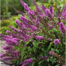 Generic 350+ Mix Butterfly Bush Seeds shown for drought-tolerant garden design.