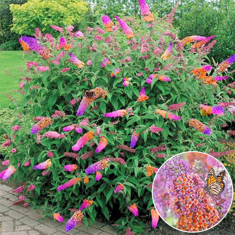 Generic 350+ Mix Butterfly Bush Seeds attracting pollinators to garden scene.