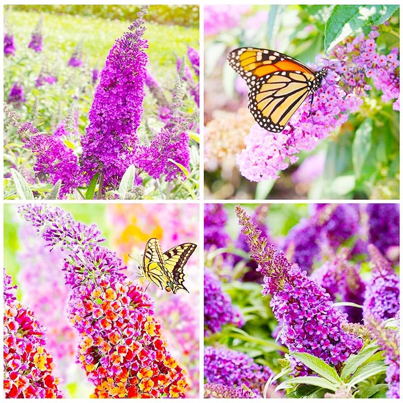 Generic 350+ Mix Butterfly Bush Seeds sprouting in spring planting bed.