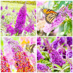 Generic 350+ Mix Butterfly Bush Seeds sprouting in spring planting bed.