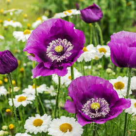 Generic 4200+ purple poppy seeds bloom close-up for vibrant garden color.
