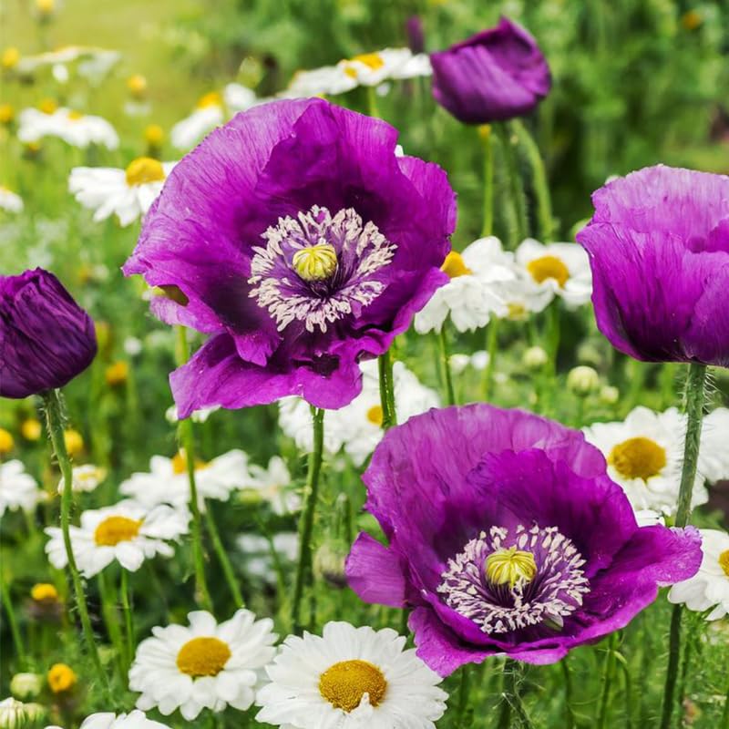 Generic 4200+ purple poppy seeds bloom close-up for vibrant garden color.
