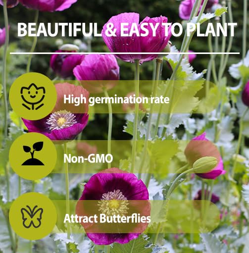 Generic 4200+ purple poppy seeds bloom for bouquets and crafts.