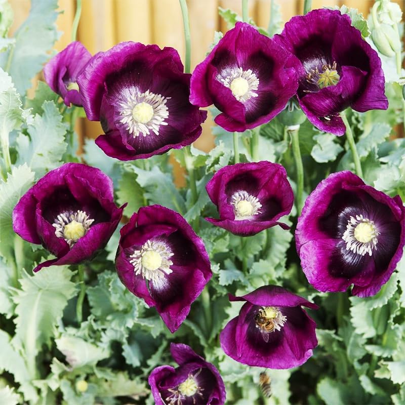 Generic 4200+ purple poppy seeds ready for direct sowing in sun.