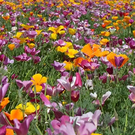 Generic 4200+ purple poppy seeds attract bees and butterflies for pollinator-friendly gardens.