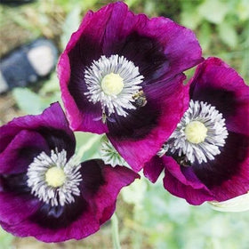 Generic 4200+ purple poppy seeds in sunlit bed for colorful borders.