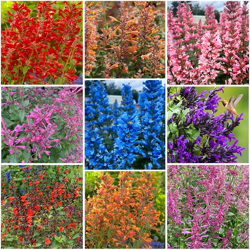 Generic hummingbird mint seeds bloom to attract pollinators and brighten garden borders.