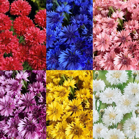 Generic 520+ cornflower seeds packaging for versatile heirloom planting.